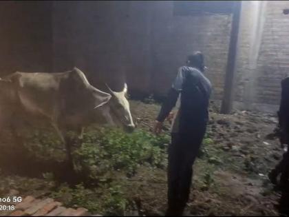 A vehicle transporting animals was caught by youths; The driver jumped | जनावरांची वाहतूक करणारे वाहन युवकांनी पकडले; चालकाने धूम ठोकली