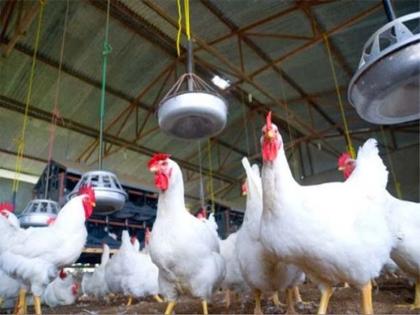 Nandurbar poultry impediment will break this year | नंदुरबारातील कुक्कुटपालनाची कोंडी यंदा फुटणार