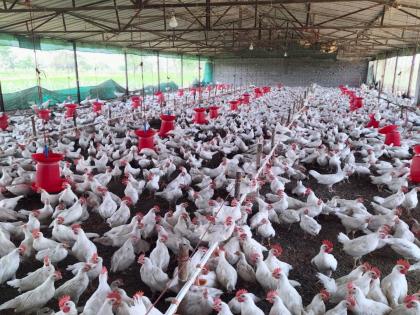 temperature increases day by day in bhandara poultry business in crisis | उन्हाच्या तडाख्याने कोंबड्यांचा मृत्यू; कुक्कुटपालन व्यवसाय संकटात