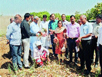 Rajgurunagar agriculture News | सोनखतावरचा कांदाच निघाला सरस, कृषिशास्त्रज्ञांचा दावा