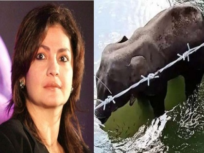 Pooja Bhatt condemns elephant killing in Kerala | पूजा भट संतापली म्हणते, आपण गणेशाची पूजा करतो आणि दुसरीकडे हत्तीची इतकी निघृणपणे हत्या करतो