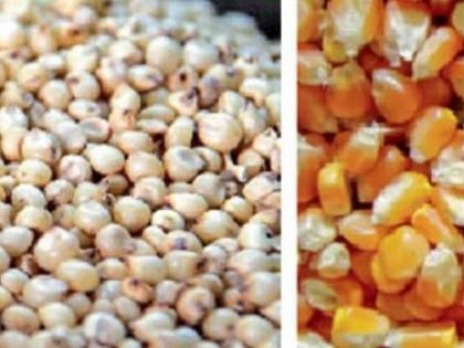 The poor will get one kg of sorghum, maize for one rupee! | गरिबांना एक रुपयात मिळणार एक किलो ज्वारी, मका!