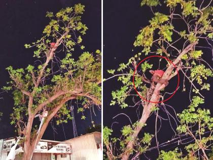 Parrot flew brown, boy got stuck on tree at Chhatrapati Sambhajinagar, rescued by fire brigade | 'पोपट उडाला भूर,पोरगा अडकला'; पोपटासाठी झाडावर गेलेल्या मुलाची झाली दैना