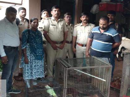 Parrots, rabbits kept in closed cages at home; The Forest Department has detained one in Sawantwadi | पोपट, शेकरू घरात बंद पिंजऱ्यात ठेवले; वन विभागाने सावंतवाडीत एकास घेतले ताब्यात