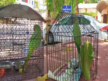 ... release of three parrots from An Bhimwadi | ...अन भिमवाडीतील तिघा पोपटांची मुक्तता