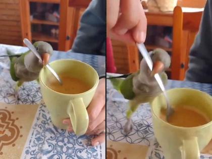 a parrot hold a spoon in beak and make coffee video goes viral on social media   | पोपटाने केली कमाल! चोचीत चम्मच धरला अन् झटक्यात बनवली कॉफी, VIDEO व्हायरल