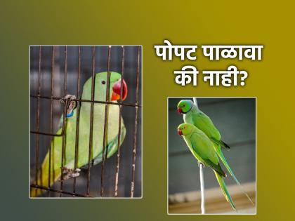 Vastu Tips: Keep dog, cat at home, but parrot? Read Vastu Rules and then decide! | Vastu Tips: घरात कुत्रा, मांजर पाळा, पण पोपट? वास्तू नियम वाचा आणि मगच निर्णय घ्या!