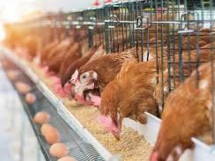 coronavirus: Poultry commercial awaits for help in Raigad | coronavirus: पोल्ट्री व्यावसायिक मदतीच्या प्रतिक्षेत, 'निसर्ग'मुळे कोट्यावधीचे नुकसान झाल्याचा अंदाज