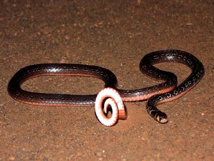 A rare striped Povla venomous snake was found in Koyna area | कोयनेत आढळला दुर्मिळ पट्टेरी पोवळा जातीचा विषारी साप