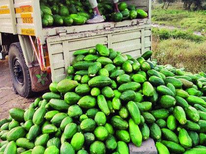 Rotor rotated on papaya garden by farmer in sangli | शेतकऱ्याने पपई बागेवर फिरविला रोटर