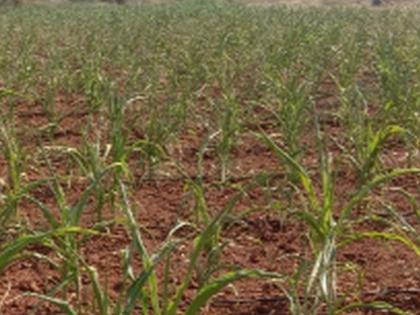 Demand for rotation of irrigation in Shirdud, Khordad Shivar | शिरुड, खोरदड शिवारात पाटचाऱ्यांना आवर्तन देण्याची मागणी Demand for rotation of irrigation in Shirdud, Khordad Shivar | शिरुड, खोरदड शिवारात पाटचाऱ्यांना आवर्तन देण्याची मागणी