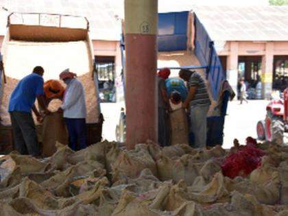 Sales of wheat arrives in market committees | बाजार समित्यांमध्ये गव्हाची विक्रमी आवक Sales of wheat arrives in market committees | बाजार समित्यांमध्ये गव्हाची विक्रमी आवक