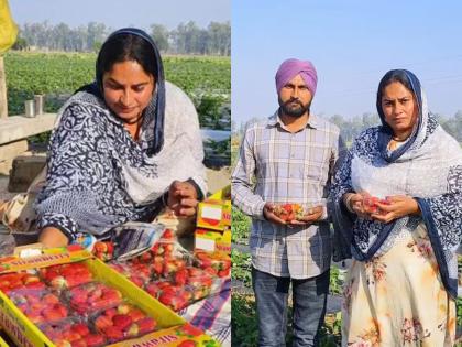 punjab farmer pradip singh earning 5 lakh rupees as profit by strawberry farming success story | जबरदस्त! स्ट्रॉबेरीच्या शेतीतून शेतकरी बनला लखपती; 6 महिन्यांत 5 लाखांचा नफा