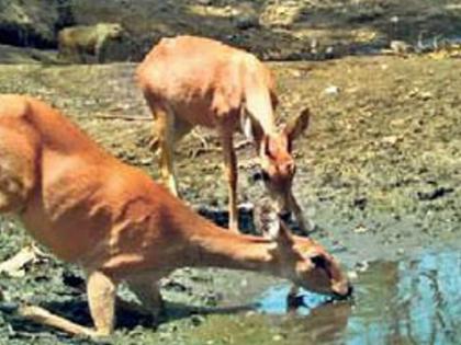 Sambar with 11 deer in Yeur forest, Wild Boar | येऊर जंगलात ११ हरणांसह सांबर, रानडुक्करचा वावर!