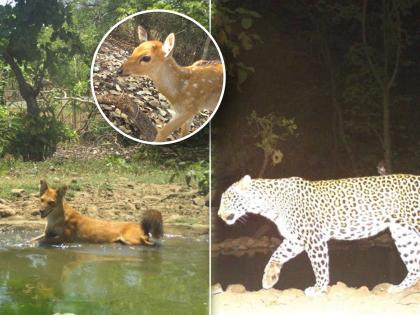 Washim A wolf a deer and a leopard were seen in the light of the moon | वाशिम : चंद्राच्या लख्ख प्रकाशात दिसला लांडगा, हरिण अन् बिबटही!