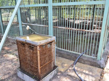 Sloping human beings; Koller continued to run the cage at the zoos of Solapur | बिबट्यांना झुळूक माणुसकीची; सोलापुरातील प्राणिसंग्रहालयात पिंजºयापुढे लागले कुलर 