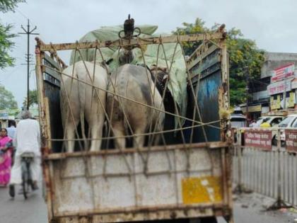 3 vehicles carrying animals to slaughterhouse seized, 15 animals rescued | कत्तलखान्यात जनावरे वाहून नेणारी ३ वाहने पकडली, १५ जनावरांची सुटका