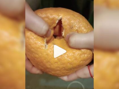 pregnant orange means small oranges in orange, video goes viral on internet | Viral Video: संत्र सोलताच आतमध्ये दिसलं काहीतरी विचित्र, पाहुन अंगावर काटा येईल!