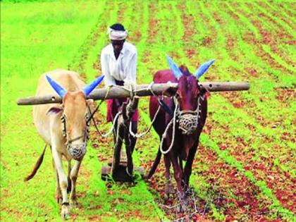 Planting on 1.5 million hectares in Satara district | मेघराजा बरसला; सातारा जिल्ह्यात सव्वादोन लाख हेक्टरवर पेरणी! 