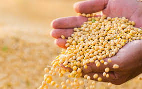 prices of soybean increased in the beginning of the season | यावर्षी हंगामाच्या सुरुवातीला सोयाबीनचे दर वाढले!