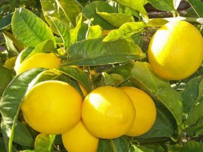 Lemon producing farmers in crisis; Not just the market, prices fell | लिंबू उत्पादक शेतकरी संकटात ; बाजारपेठच नाही, दर घसरले