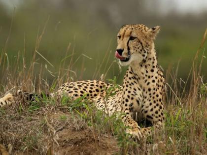 Suitable pastures have been created for cheetahs. Cheetahs are now going to tread on this soft grass | पाहुण्या चित्त्यांना बोचणार नाहीत काटे; महाराष्ट्राच्या ग्रासमॅनची कमाल