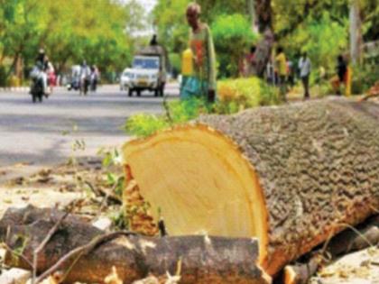 Only 61 societies sought permission from the BMC to prune branches | दहा हजार सोसायट्यांना नोटीस; पालिकेकडे अवघ्या ६१ सोसायट्यांनी मागितली फांद्या छाटण्याची परवानगी Only 61 societies sought permission from the BMC to prune branches | दहा हजार सोसायट्यांना नोटीस; पालिकेकडे अवघ्या ६१ सोसायट्यांनी मागितली फांद्या छाटण्याची परवानगी