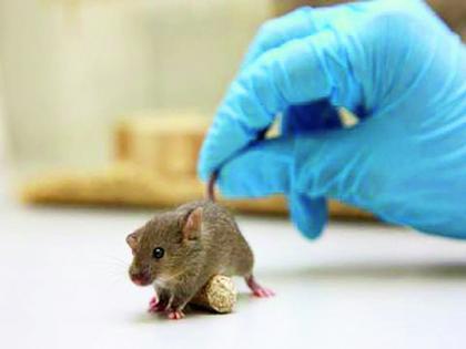 400 rats die during lockdown in Punjab University laboratory | पंजाब विद्यापीठाच्या प्रयोगशाळेत ४०० उंदरांचा लॉकडाऊनदरम्यान मृत्यू