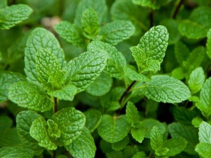 pudina or mint benefits | प्राचीन काळापासून औषधांमध्ये वापरली जाणारा 'हा' मसाला, अनेक गंभीर आजारांवर उत्तम उपाय