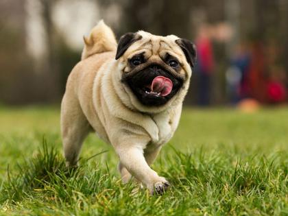 Pug dog MRI scan results nightmares for social media users viral picture | बघा आतून कसा दिसतो व्होडाफोन फेम क्यूट कुत्रा, MRI पाहून अनेकांची उडाली झोप!