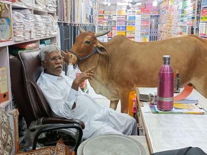 strong emotional connection between a cow and cloth shop owner | ...तवा मले तिच्यामंदी दिसती माझी माय; चक्क वस्त्र भंडारात जाऊन मालकाला गोंजारते गोमाता