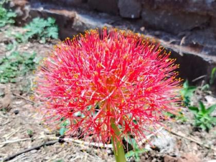 Scadoxus multiflorus Flowers found in the Arabian Peninsula were found in Uglewadi of Ambegaon | Scadoxus multiflorus :अरबी द्वीपकल्पात आढळणारे फुल आढळले आंबेगावच्या उगलेवाडीत