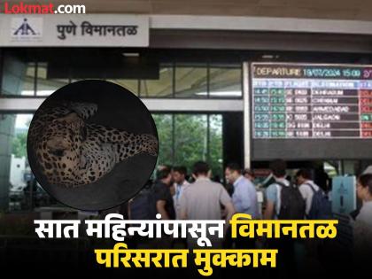 Leopard Spotted in Pune Airport: अखेर सापडला! पुणे विमानतळ परिसरात लपलेला बिबट्या ७ महिन्यांनी अडकला पिंजऱ्यात