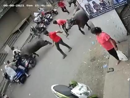 Buffalo hit by bike in camp area, video goes viral on social media | कॅम्प परिसरात म्हशीची दुचाकीला धडक, सोशल मीडियात व्हिडीओ व्हायरल