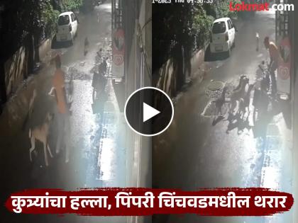 Pune Dog Attack Video: Should I walk alone or not! Suddenly attacked by 6-7 dogs; How did the youth survive in Pimpri? | Pune Dog Attack Video: एकटं फिरायचं की नाही! अचानक 6-7 कुत्र्यांचा हल्ला; पिंपरीत कसा वाचला तरुण? Pune Dog Attack Video: Should I walk alone or not! Suddenly attacked by 6-7 dogs; How did the youth survive in Pimpri? | Pune Dog Attack Video: एकटं फिरायचं की नाही! अचानक 6-7 कुत्र्यांचा हल्ला; पिंपरीत कसा वाचला तरुण?
