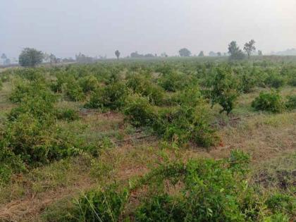 समाजकंटकाने शेतकऱ्यांची तब्बल १३०० डाळिंबाची झाडे तोडली;शेतकऱ्याचे मोठे आर्थिक नुकसान