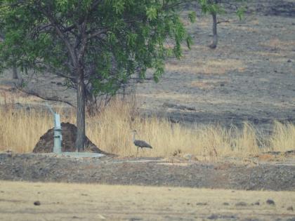 Happy news A rare sighting of Maldhok in Nanjal | आनंदवार्ता ! दुर्मिळ असणाऱ्या माळढोकचे नानजला दर्शन !