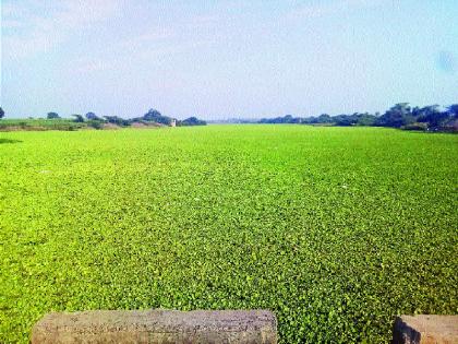  Wildlife Sanctuary of Bhima River, Ranjangaon Sandus, and dry forest health hazard | भीमा नदीला जलपर्णीचा विळखा, रांजणगाव सांडस, वाळकी बेटाचे आरोग्य धोक्यात