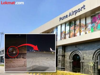 Leopard spotted at Pune airport; Search continues for two months | Pune Airport : पुणे विमानतळावर बिबट्याचा वावर;दोन महिन्यांपासून शोध सुरूच Leopard spotted at Pune airport; Search continues for two months | Pune Airport : पुणे विमानतळावर बिबट्याचा वावर;दोन महिन्यांपासून शोध सुरूच