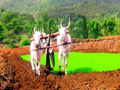 pune Rain News | पावसाच्या दडीने भातउत्पादक चिंताग्रस्त, पेरण्या वाया जाण्याची भीती