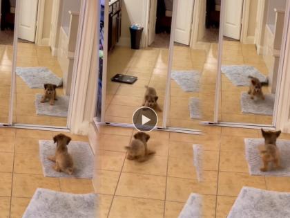 cute puppy doing masti barking in mirror video goes viral on social media | Viral Video: कुत्र्याच्या पिल्लाला वाटतंय समोर उभा आहे त्याचा शत्रु, पण समोर आहे...'ही' गोष्ट; पाहा व्हिडिओ