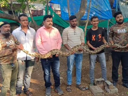 A very large python of eight feet was found at Kamba near Kalyan | कल्याणजवळील कांबा येथे आढळला आठ फुटांचा भला मोठा अजगर