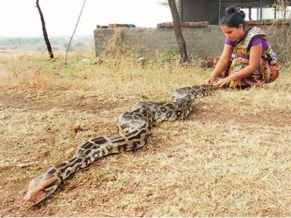 new life for Python | मरणासन्न अजगराला नवजीवन 