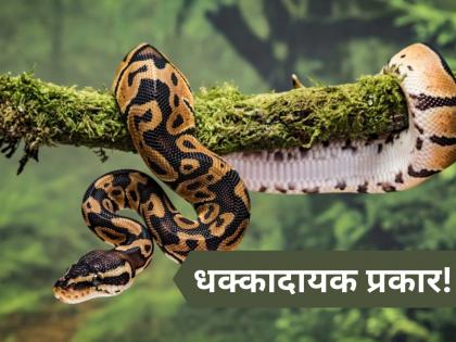 Two men arrested in Panapuzha for allegedly killing python and cooking its meat | Python Hunting: अजगर मारून त्याचं मांस शिजवलं, दोन जणांना अटक! 