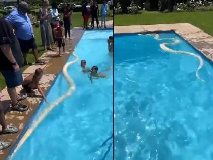 python in swimming pool see what happens next bizarre video goes viral on internet | Viral Video: चक्क स्विमिंग पुलमध्ये आला अजगर, त्यानंतर जे झालं ते होत केवळ भयानक!