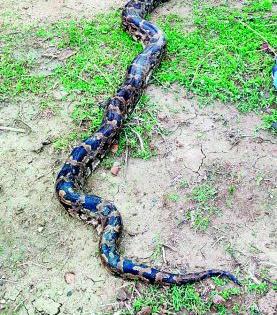 The accused arrested for killed by axe and burning a python | अजगराला कुऱ्हाडीने मारून जाळणाऱ्या आरोपींना अटक