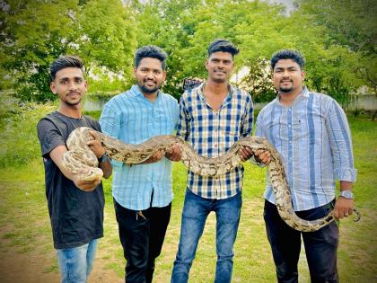 In Beed, 10-foot python found in residential area; The snake friends caught him and released him in the forest | लोकवस्तीत आढळला १० फुटाचा अजगर; सर्पमित्रांनी पकडून जंगलात सोडला