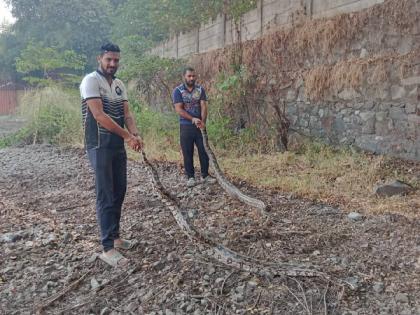 Release of two male and female pythons that came together for mating in a Chirley MT yard | चिर्ले एमटी यार्डमध्ये मिलनासाठी एकत्र आलेल्या दोन नर-मादी अजगरांची मुक्तता