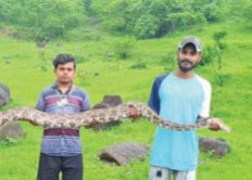 A domesticated cat was swallowed by a python, the owner rushed to kill it, the cat died but the python survived... | पाळलेले मांजर अजगराने गिळले, त्याला मारायला मालक धावला, मांजर मेले अजगर मात्र वाचला...