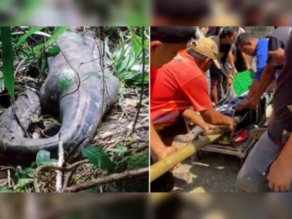 Indonesia 16 feet long python swallowed a woman alive | VIDEO: १६ फूटांच्या अजगराने महिलेला जिवंत गिळले; तीन दिवसांनी पोटातून...